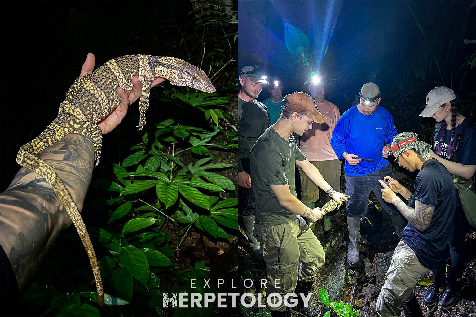 In-hand and group pic of the Dumeril's monitor (Varanus dumerilii)