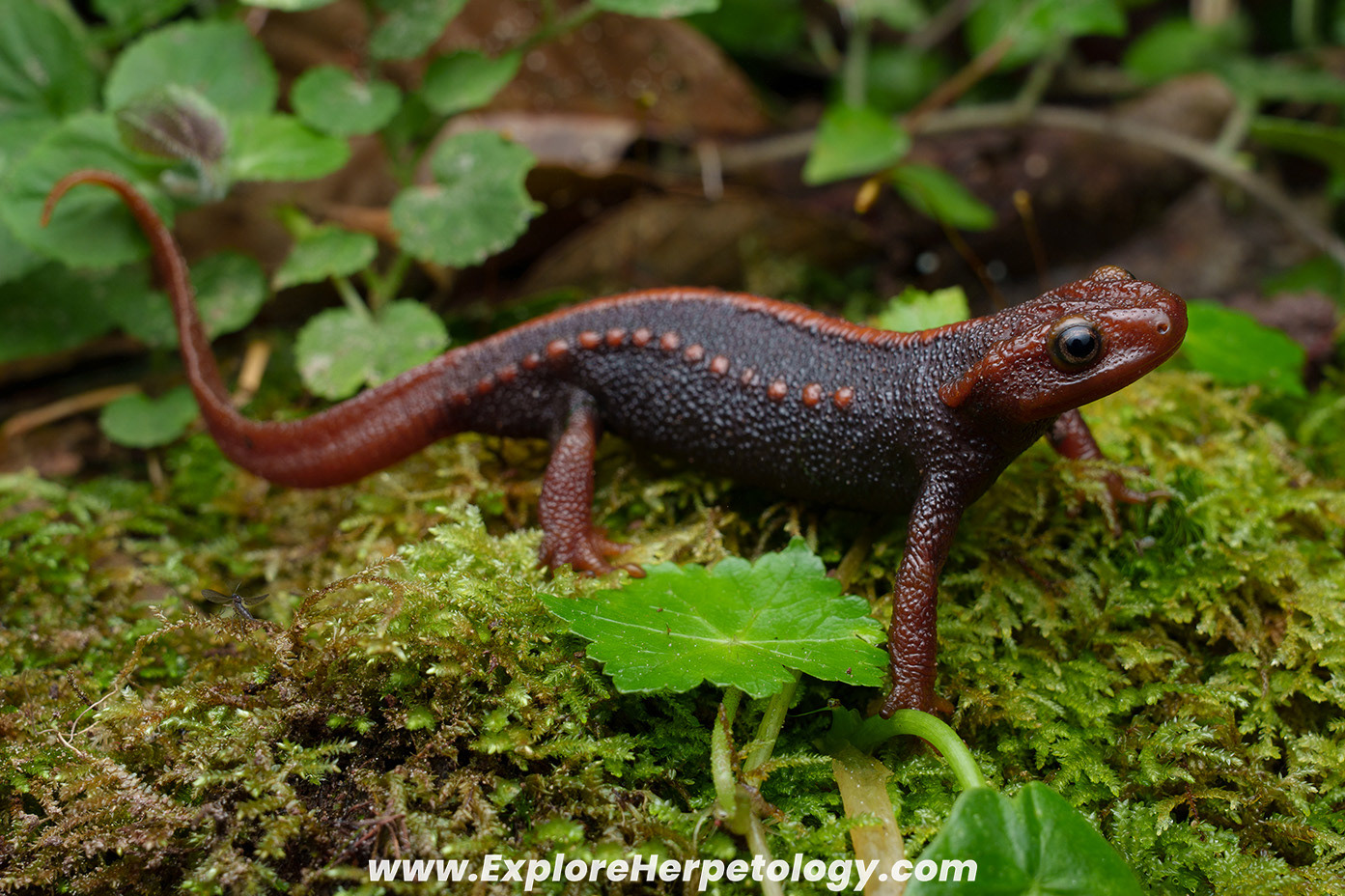 Phu Kha crocodile salamandar (Tylototriton phukhaensis)