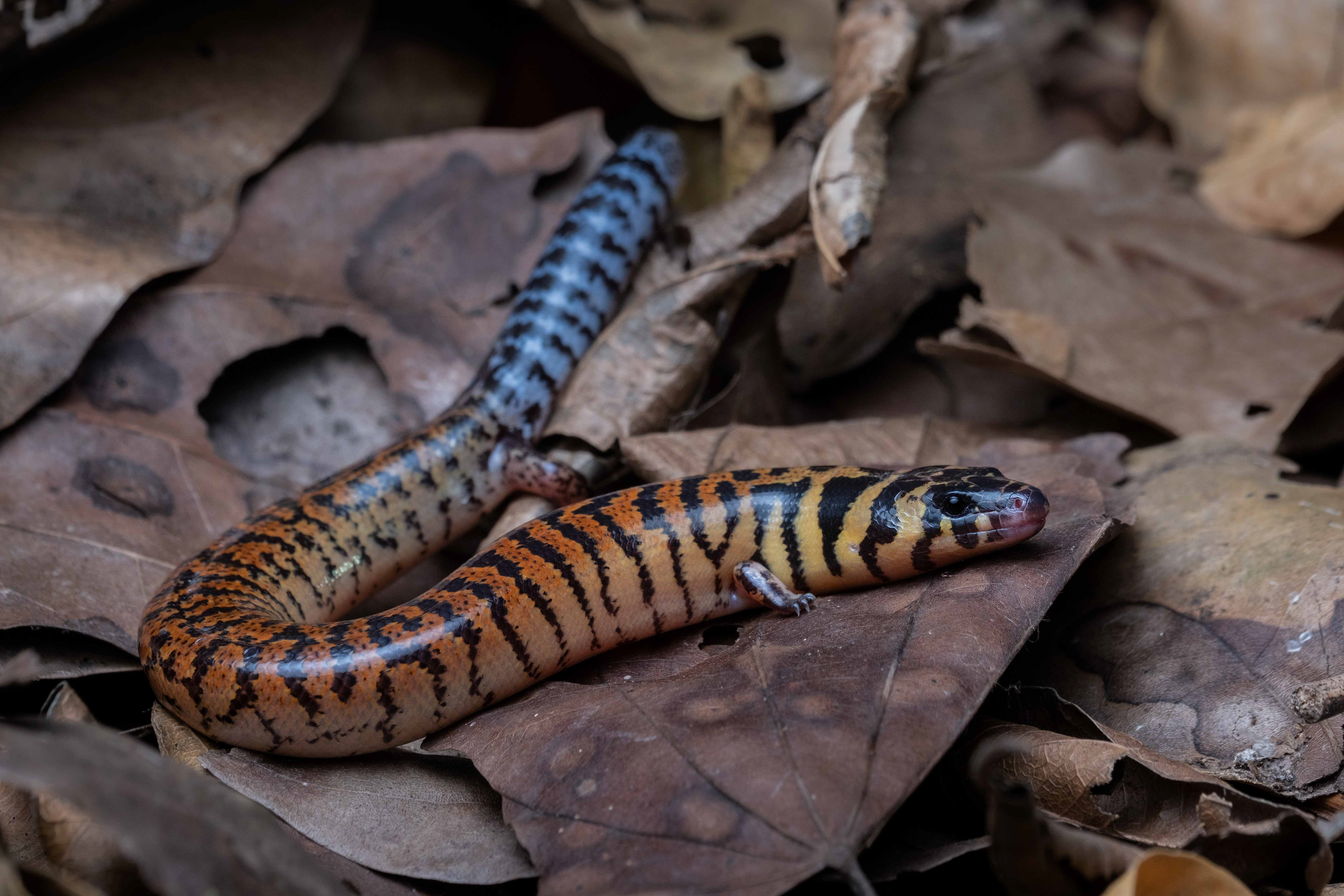 Harold Young's supple skink (Lygosoma haroldyoungi).