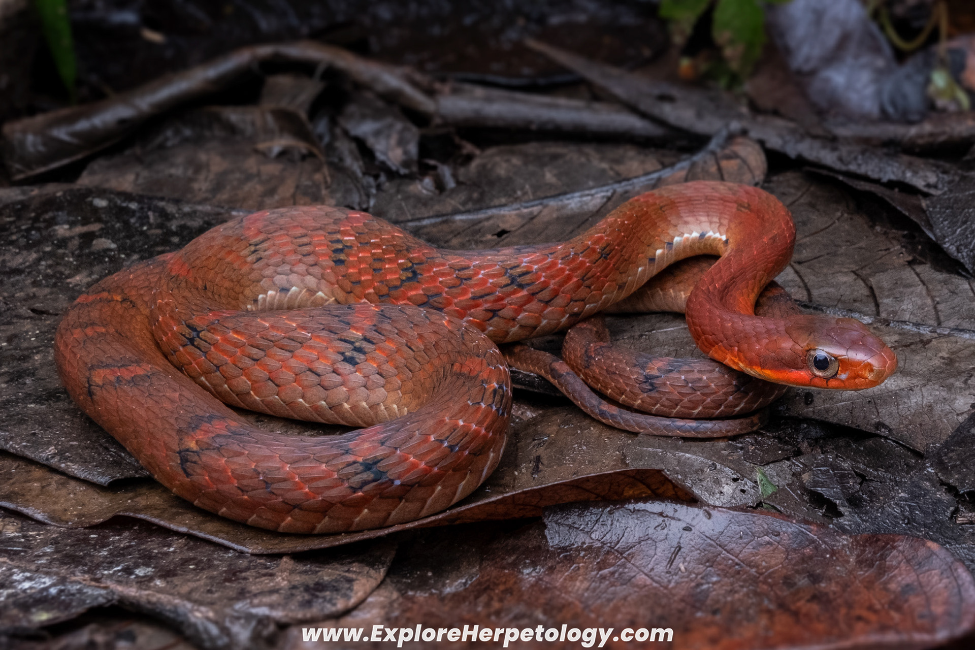 Large-eyed false cobra (Pseudoxenodon macrops).