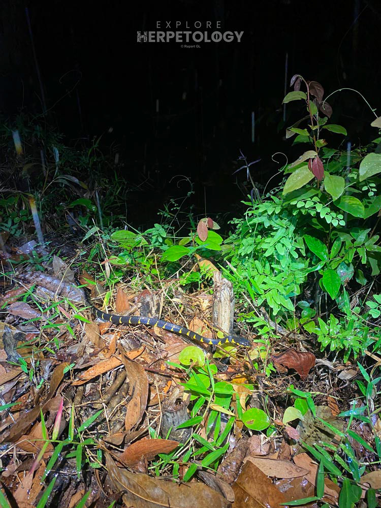 Mangrove cat snakes (Boiga melanota)
