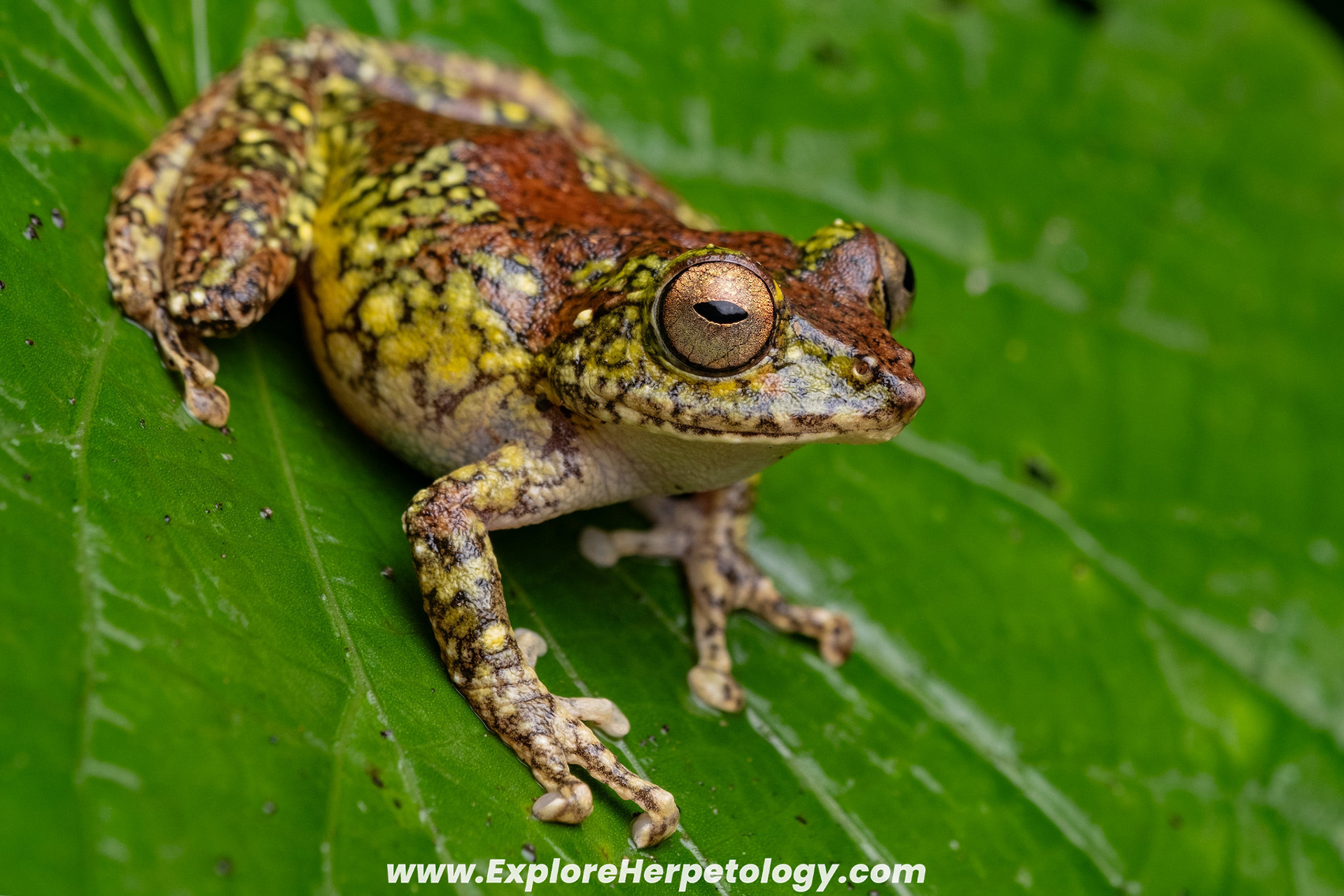 Smooth-skinned shrub frog (Philautus worcesteri).