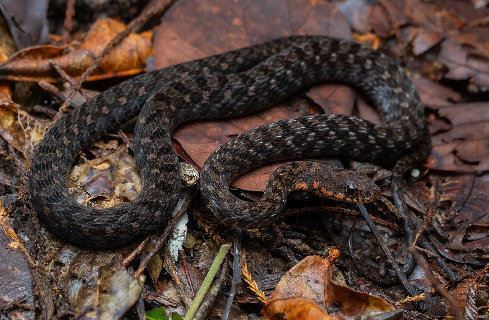 Sarawak keelback (Hebius sarawacense)