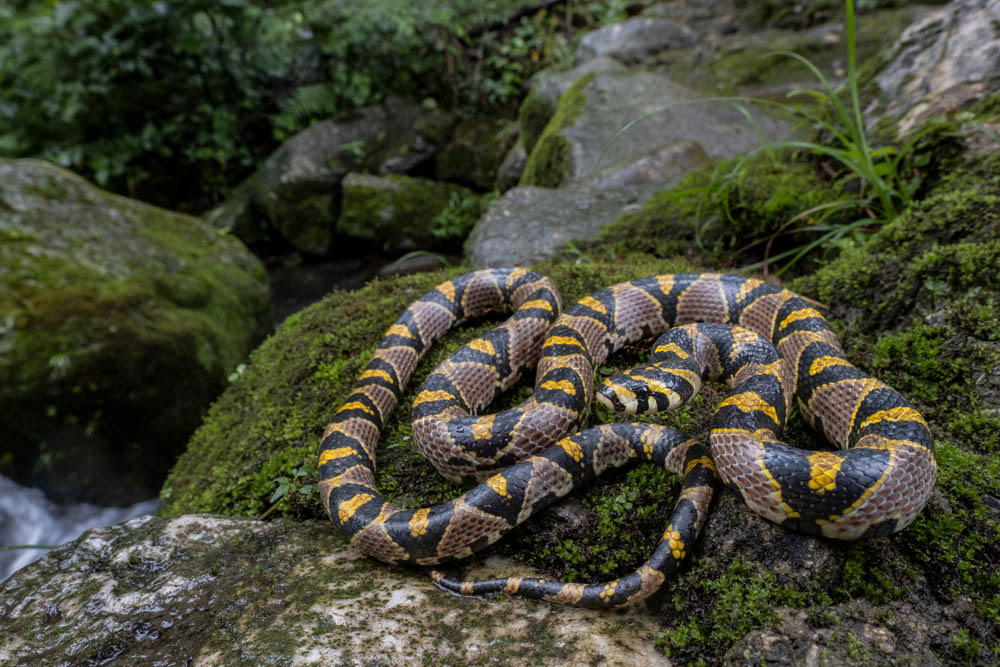 Mandarin rat snake (Euprepiophis mandarinus) from China.