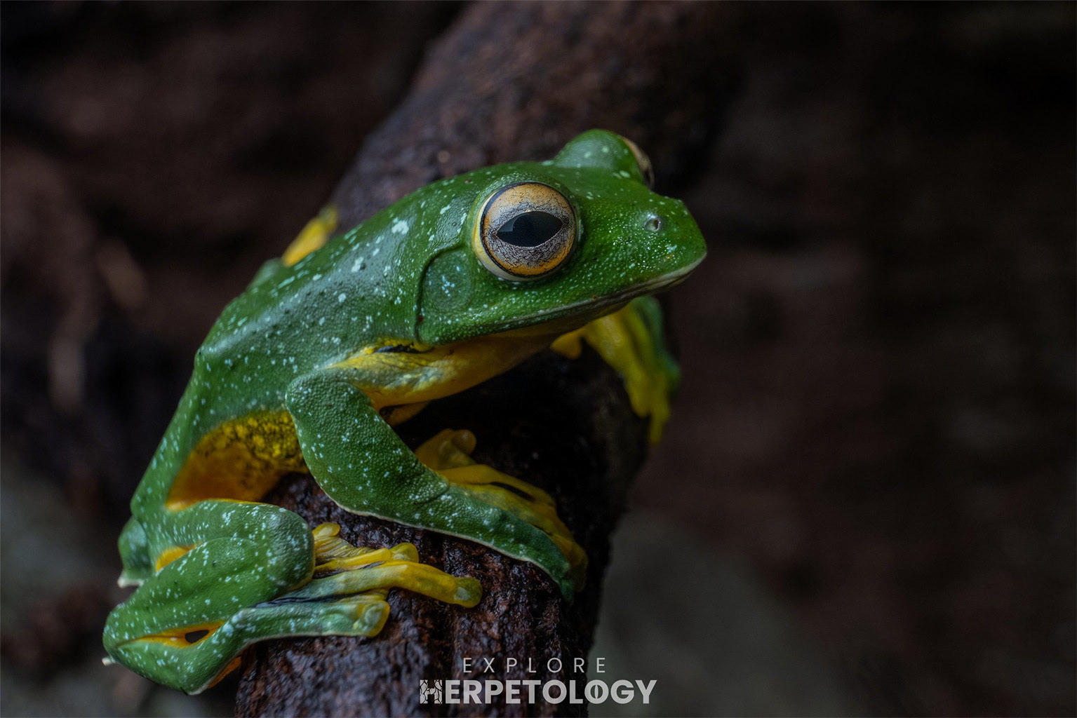 Kio flying frog (Rhacophorus kio)