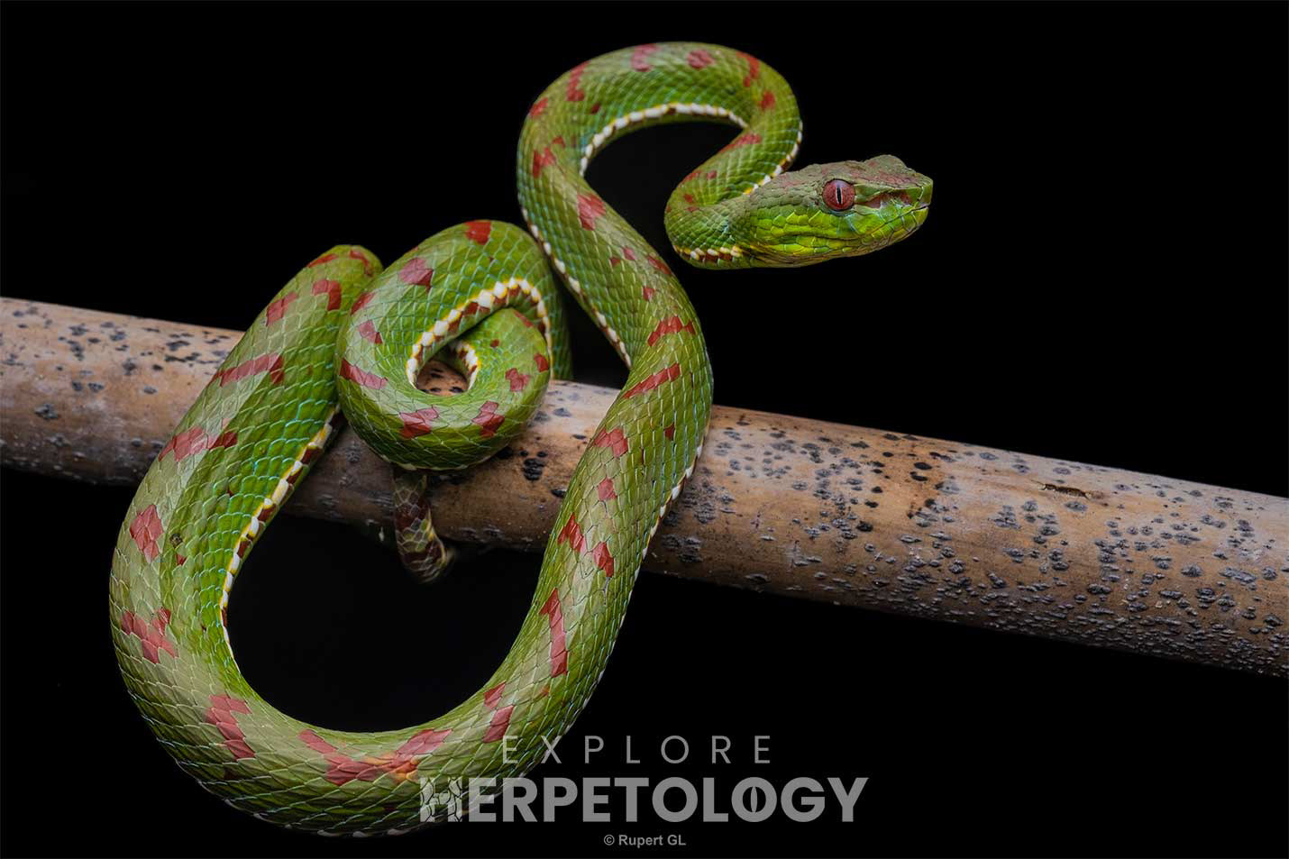 Philippine pit viper (Trimeresurus flavomaculatus)