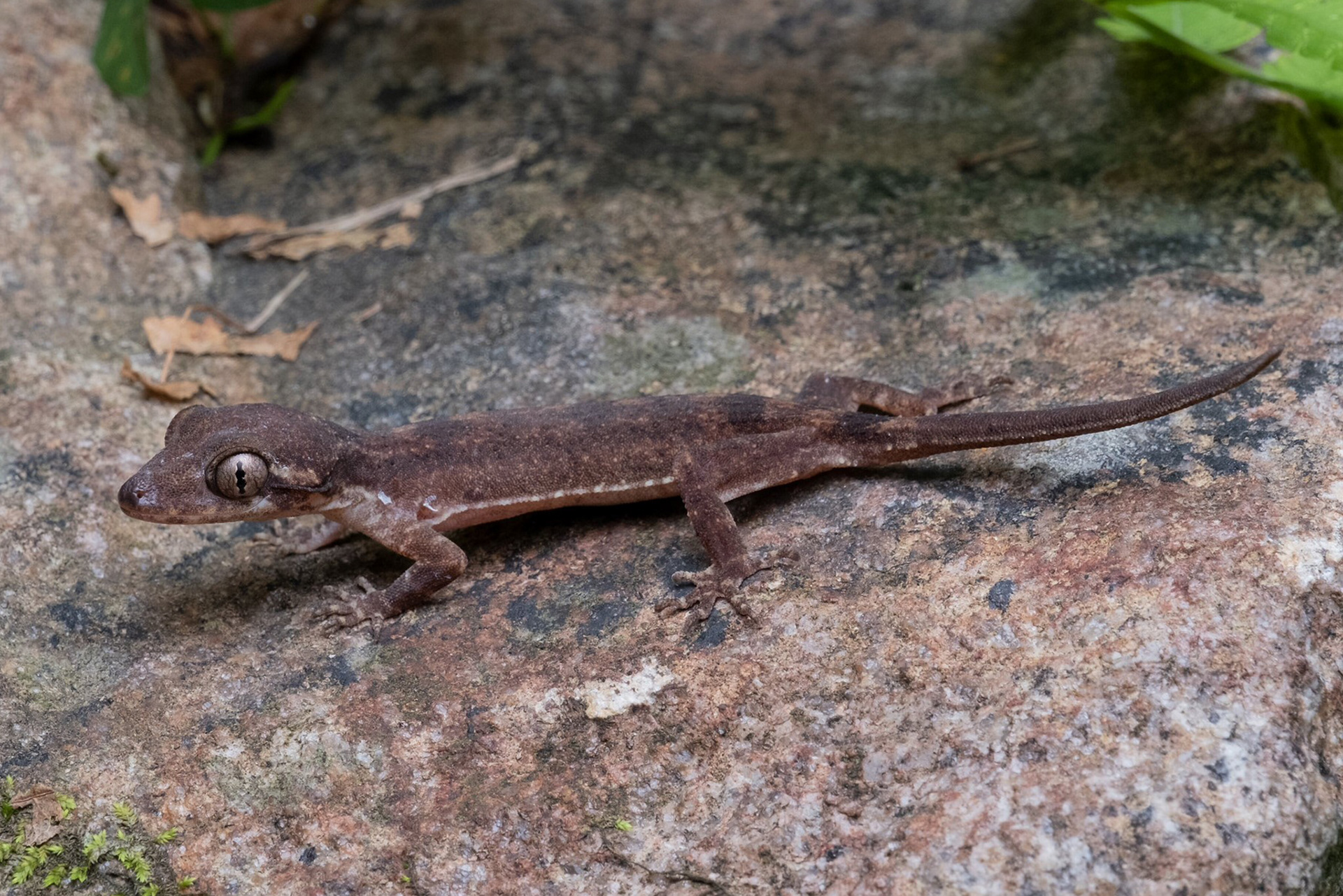 Cyrtodactylus cf. brevipalmatus