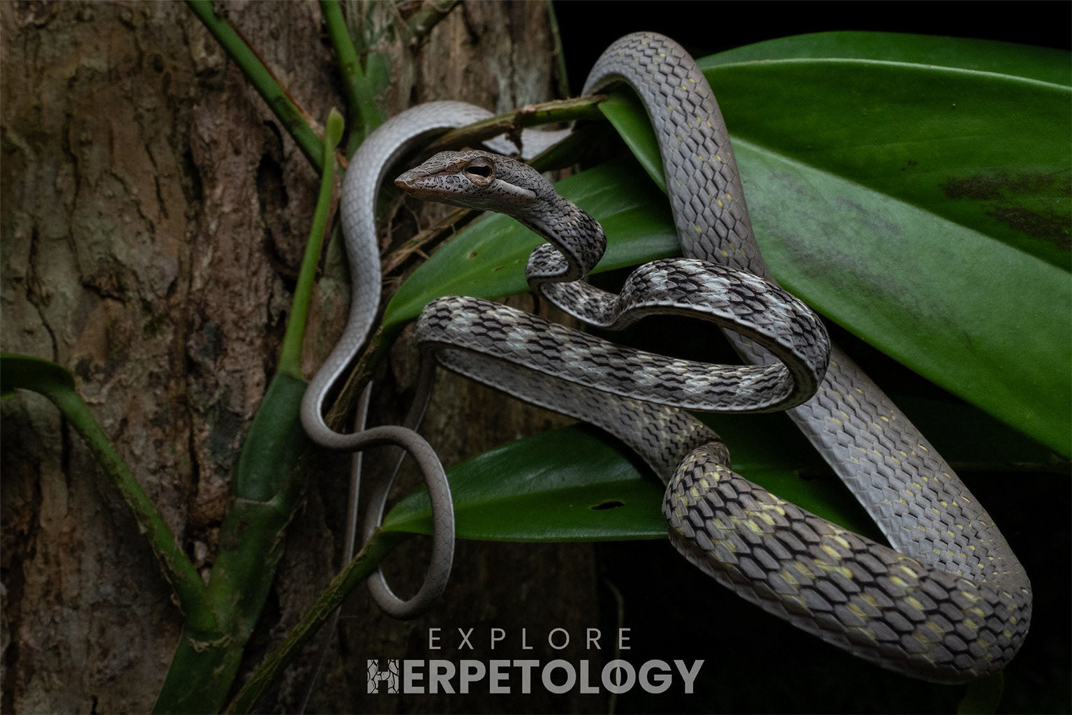 Speckle-headed vine snake (Ahaetulla fasciolata).