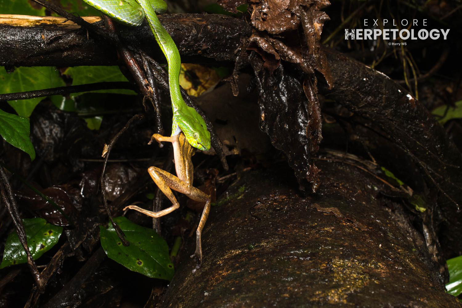 Hagen's pit-viper (Trimeresurus hageni) predating a four-lined tree frog (Polypedates leucomystax)