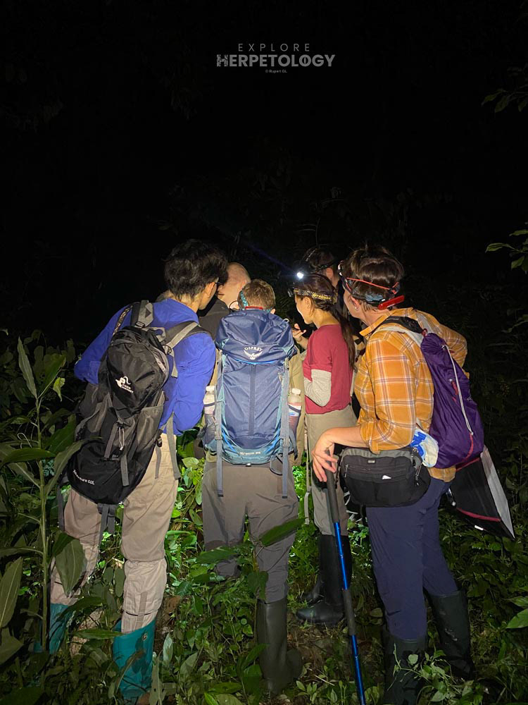 Gecko gathering