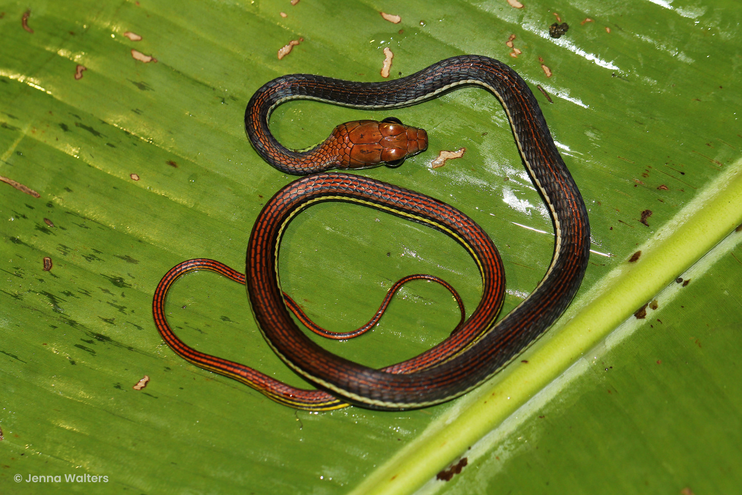 Juvenile striped bronzeback (Dendrelaphis caudolineatus)
