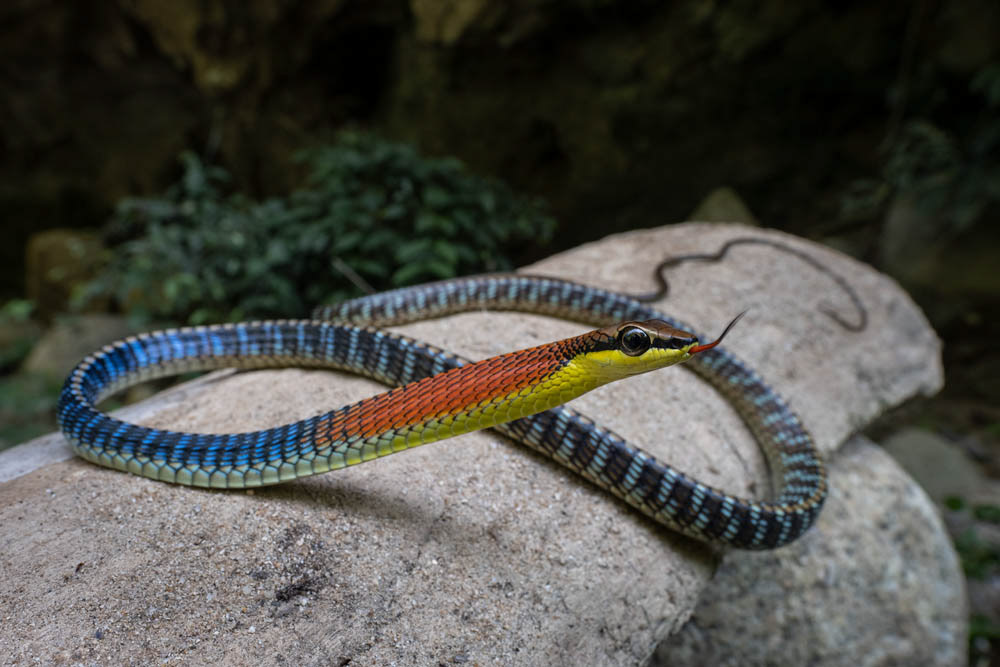 Kopstein's bronzeback (Dendrelaphis kopsteinii) from Thailand.