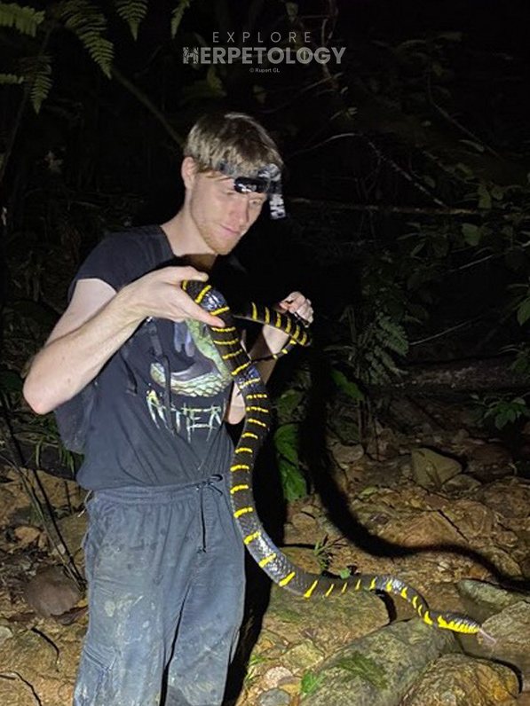 2m+ Mangrove cat snake (Boiga melanota)