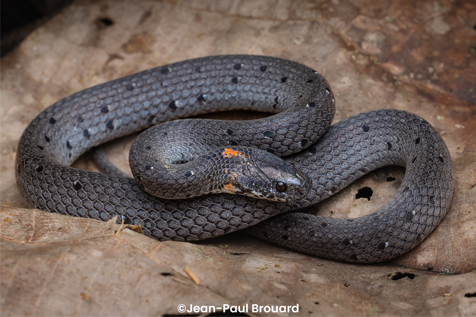 White-spotted slug snake (Pareas margaritophorus).
