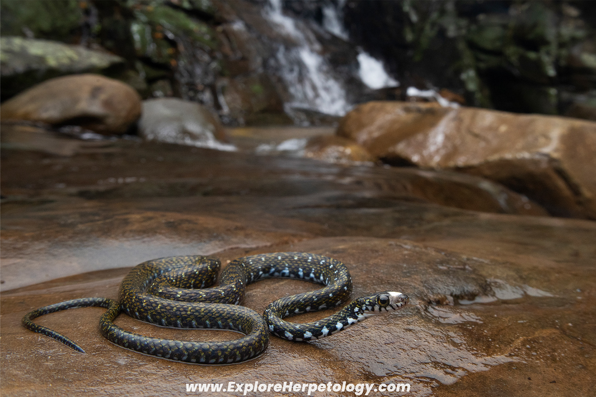 White-fronted keelback (Hebius flavifrons).
