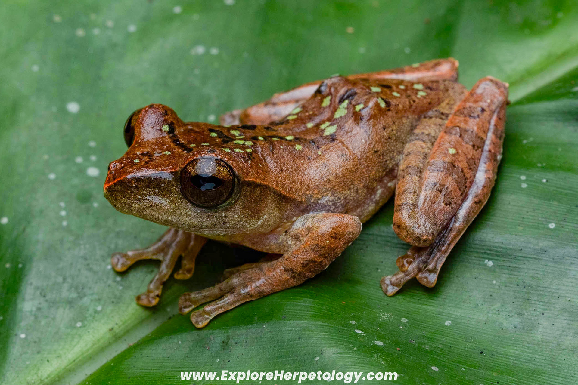 Orlov's tree frog (Rhacophorus orlovi).
