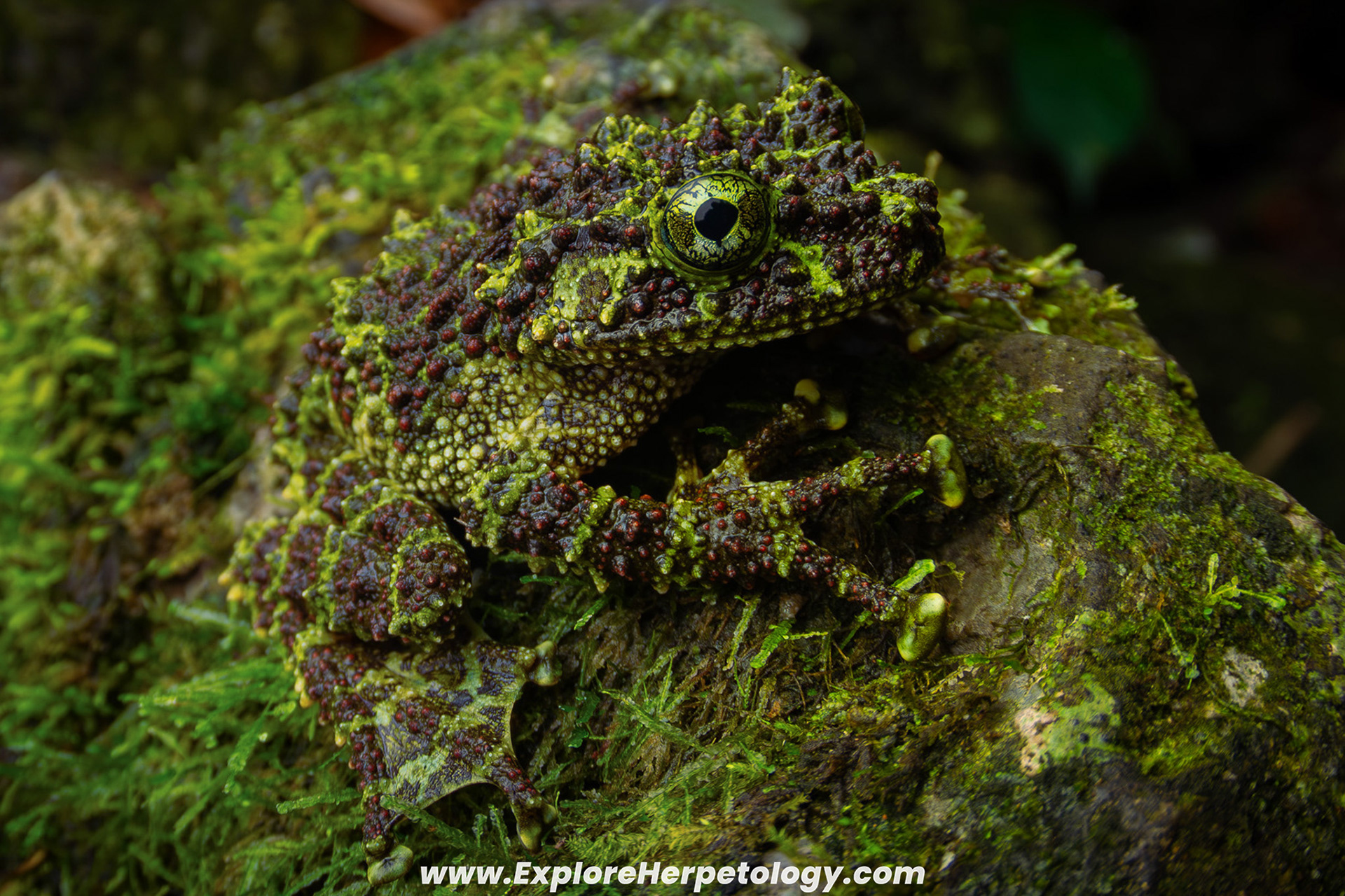 Vietnamese mossy frog (Theloderma corticale).