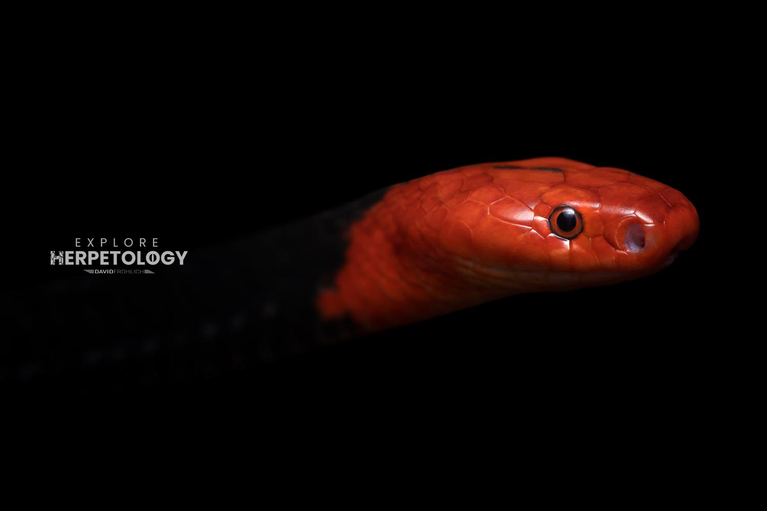 Bungarus flaviceps