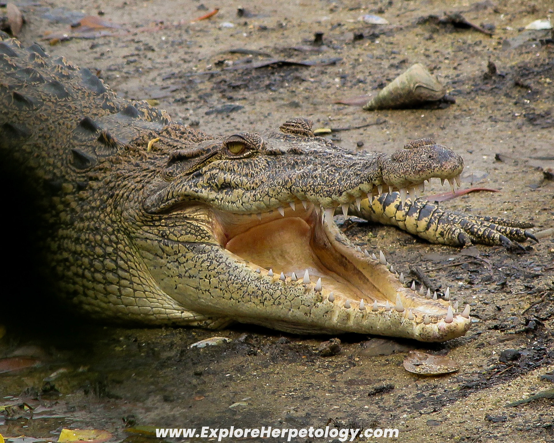 Saltwater crocodile (Crocodylus porosus).