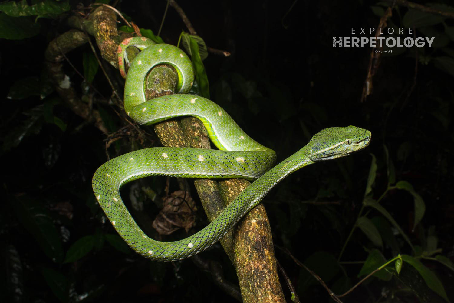 Adult male Hagen's pit-viper (Trimeresurus hageni)