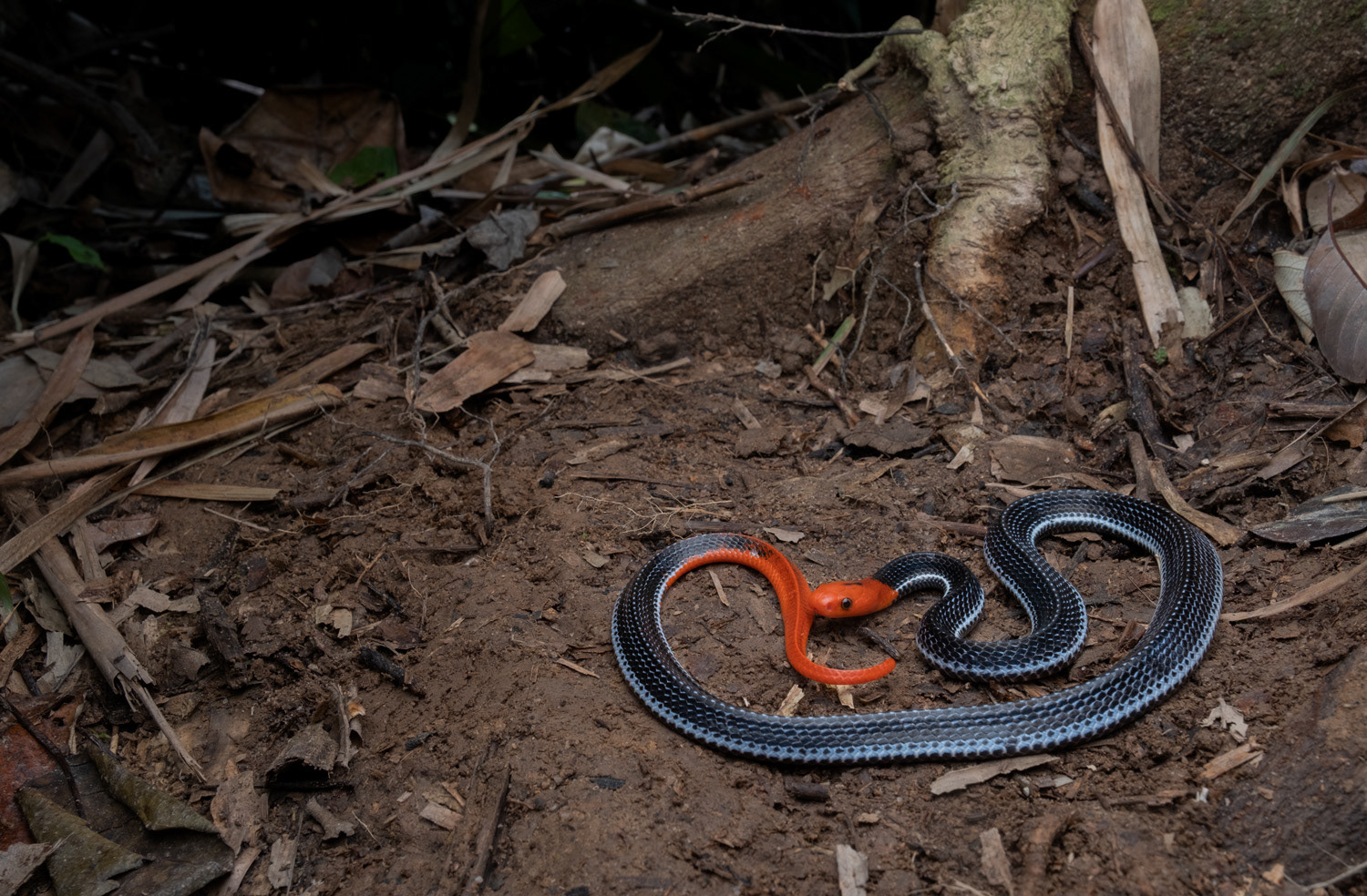 Juvenile red-headed krait (Bungarus flaviceps).