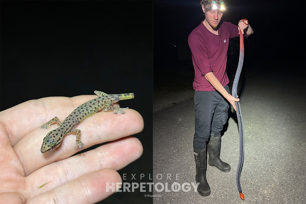 Left: Hemiphyllodactylus pardalis. Right: Rupert with Bungarus flaviceps.