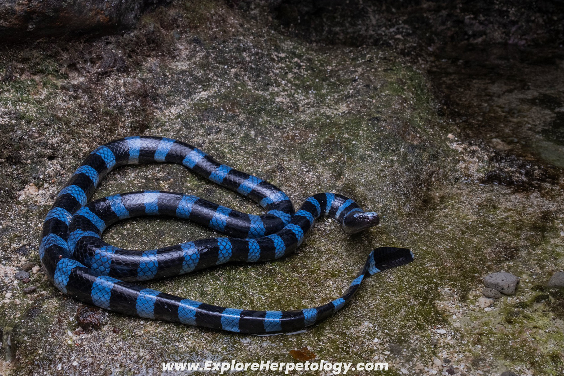Blue-lipped sea krait (Laticauda laticaudata).