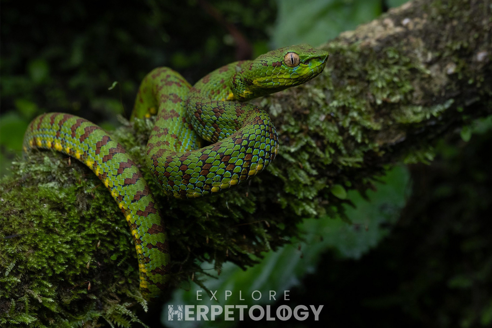 Mindanao/Philippine pit viper (Trimeresurus cf. flavomaculatus).