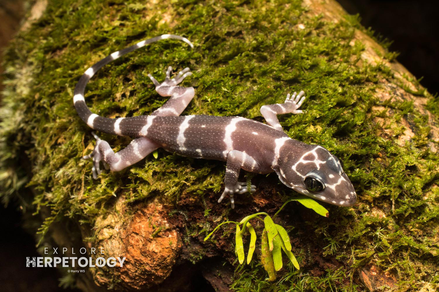 Juvenile Peter's bent-toed gecko (Cyrtodactylus consobrinus)