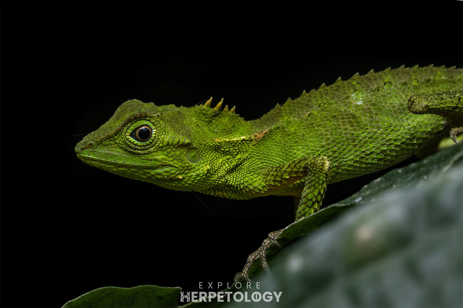 Sumatran mountain agama (Dendragama boulengeri)