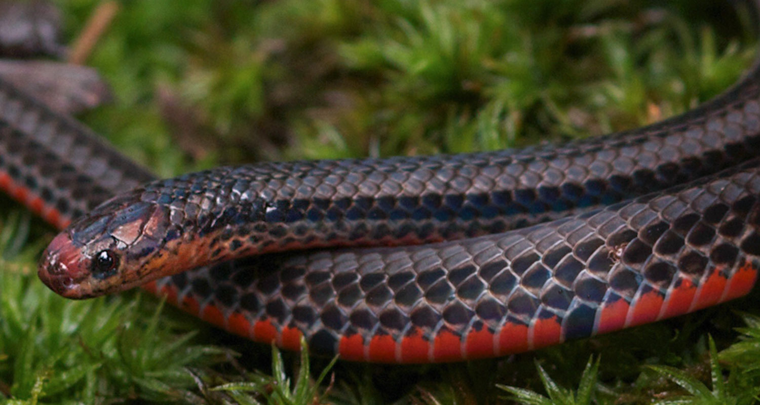 Black-striped coral snake (Calliophis nigrotaeniatus).