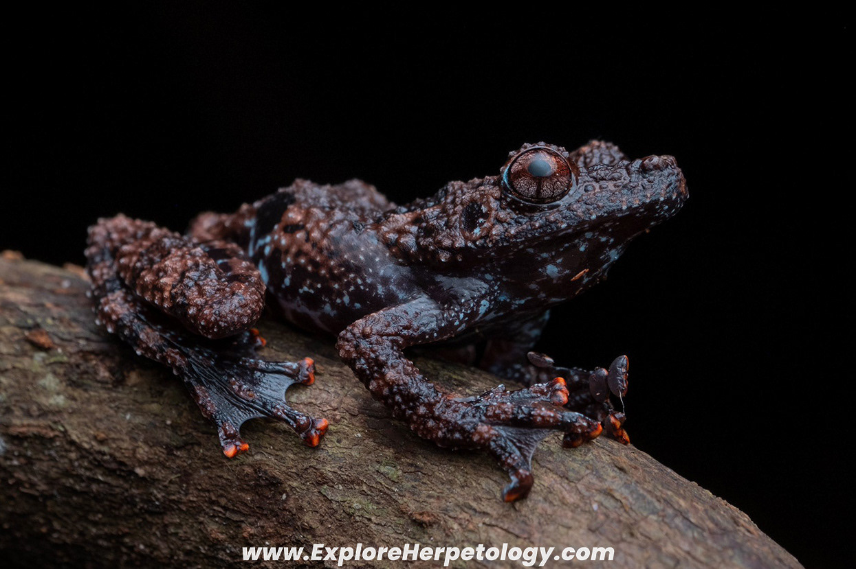 Thai bug-eyed frog (Theloderma horridum).