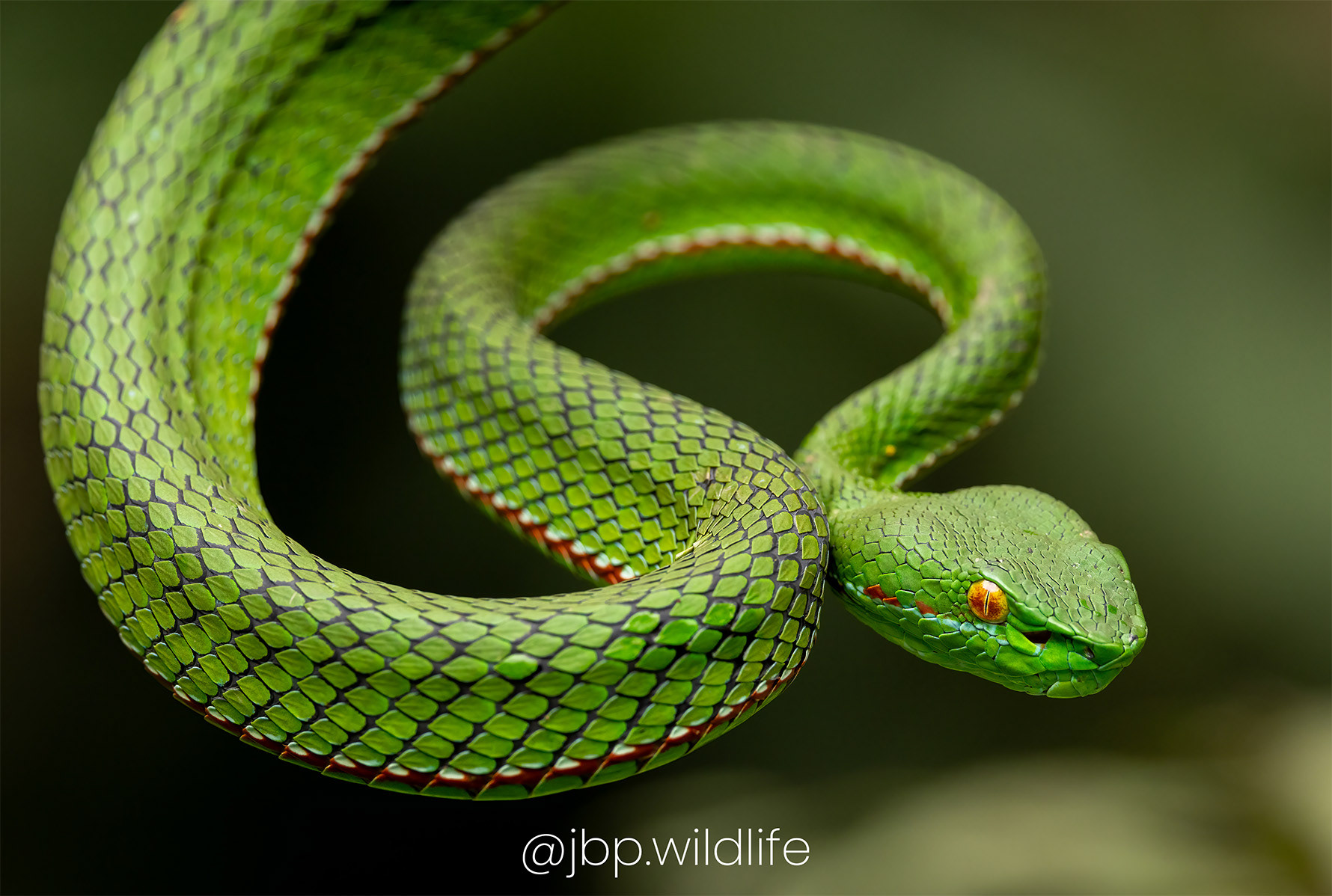 Trimeresurus gumprechti