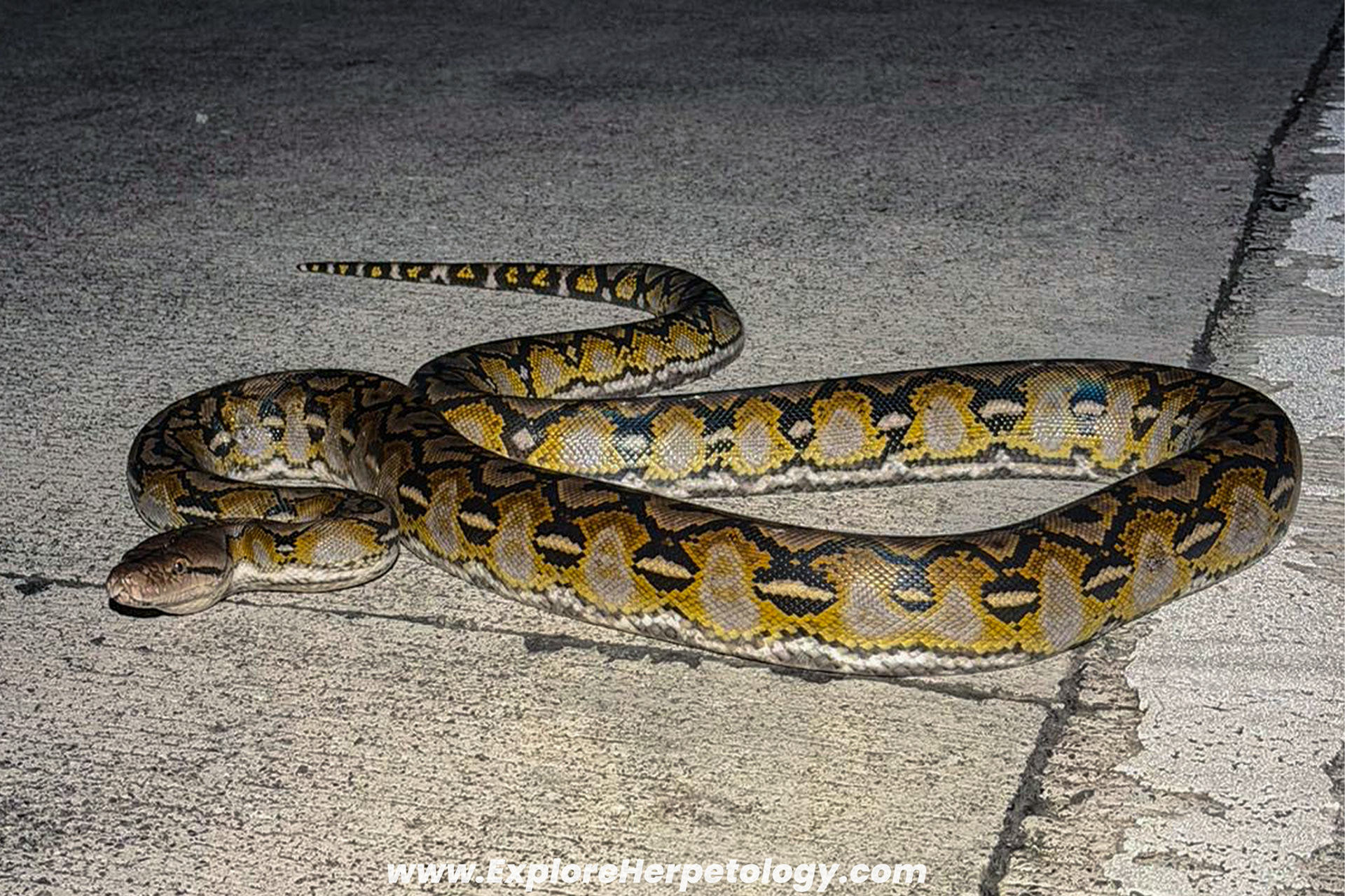 Reticulated python (Malayopython reticulatus).