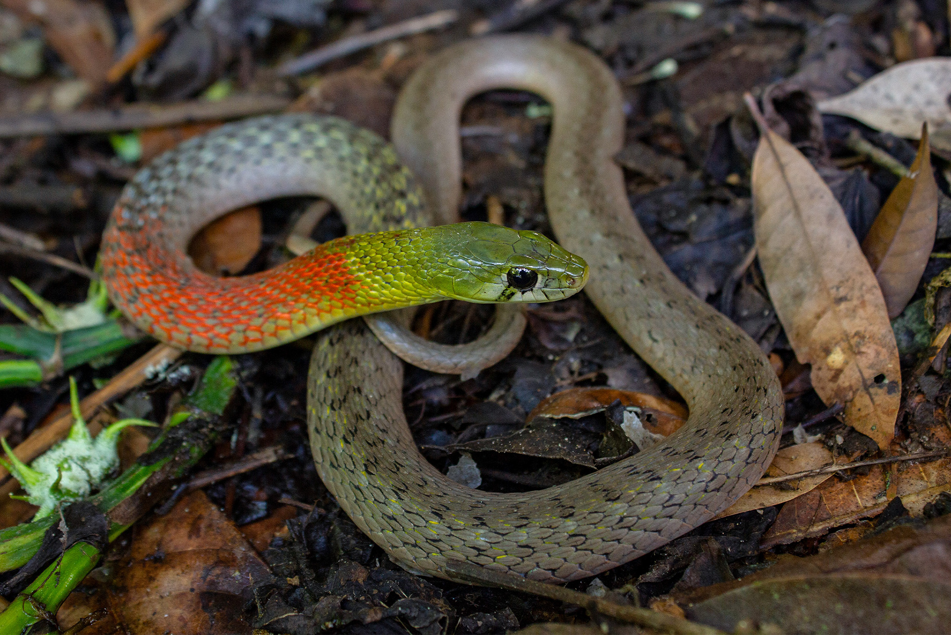 Siamese red-necked keelback (Rhabdophis siamensis)