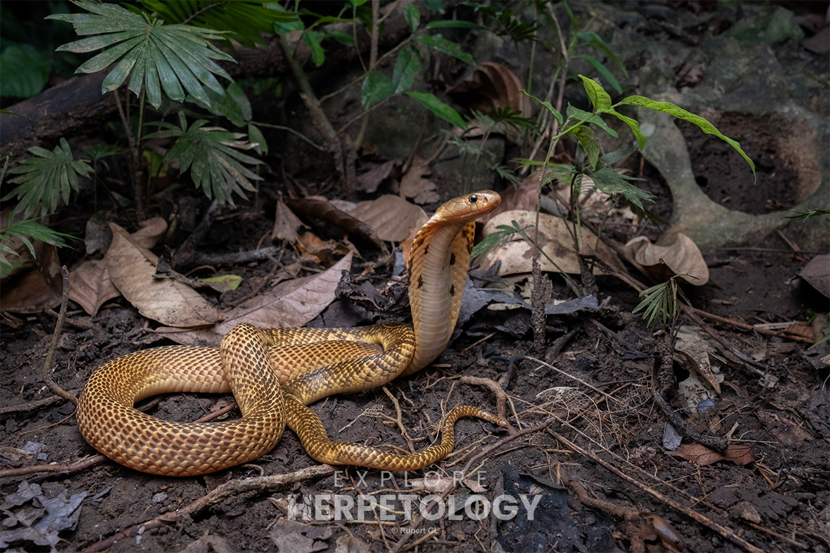 Sumatran cobra (Naja sumatrana).