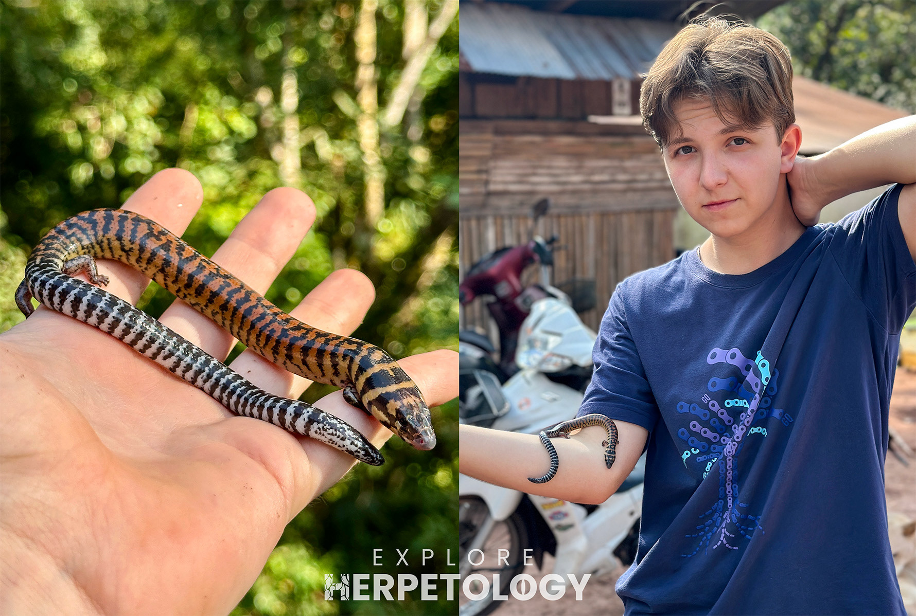 Lygosoma haroldyoungi & Platon