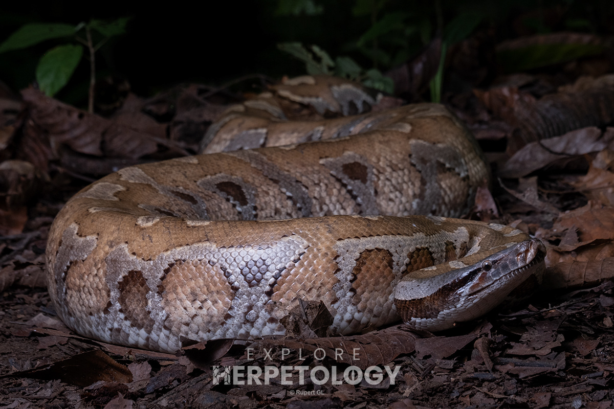 Blood python (Python brongersmai).