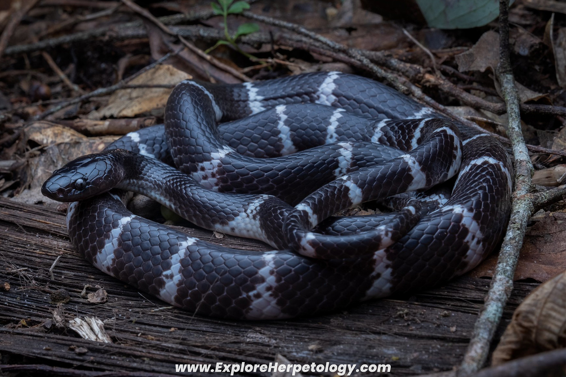 Chapa wolf snake (Lycodon chapaensis).