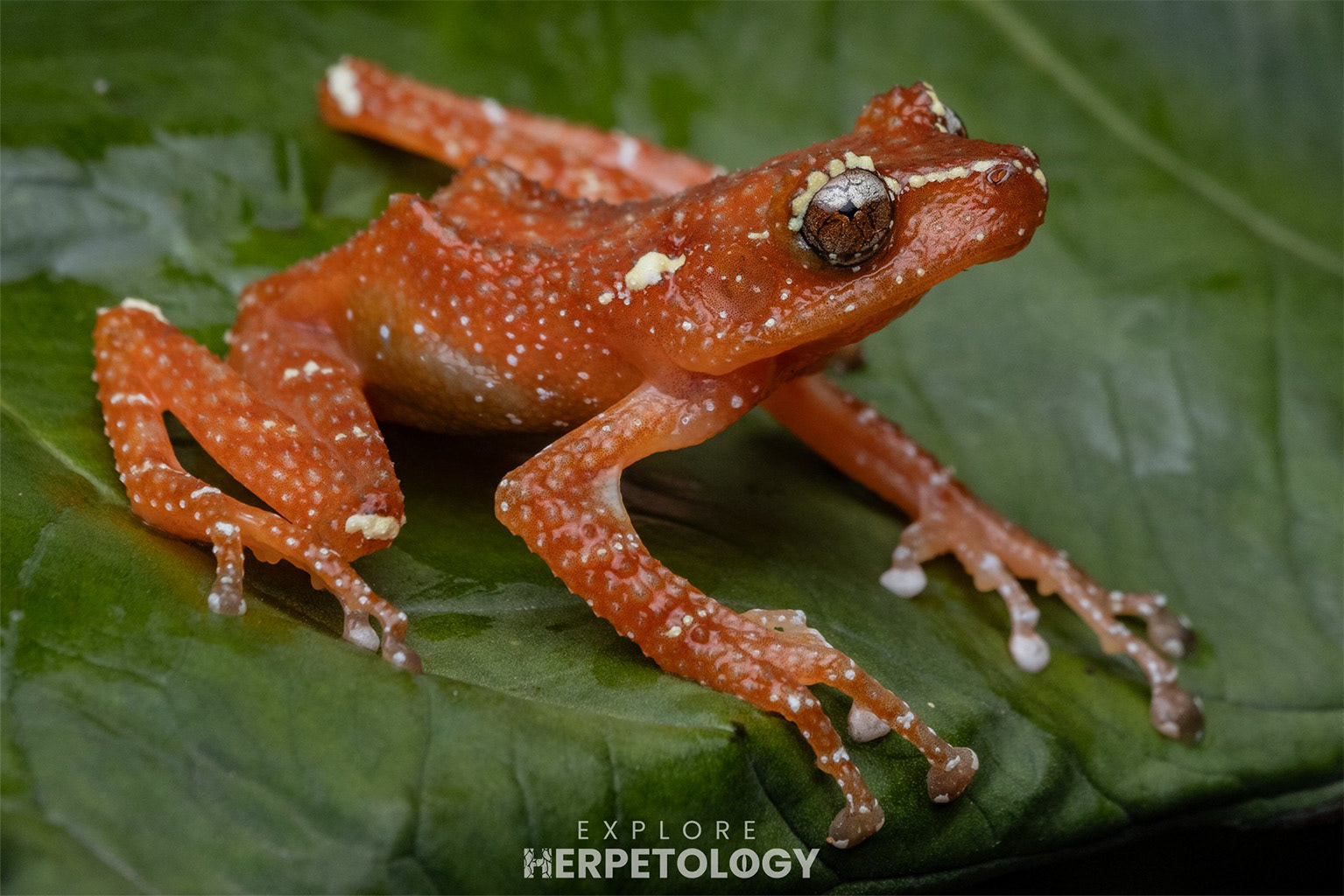 Cinnamon frog (Nyctixalus pictus)