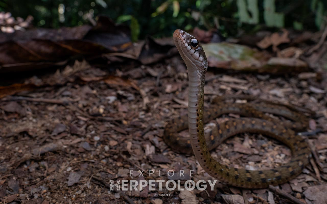 Speckle-bellied keelback (Rhabdophis chrysargos)