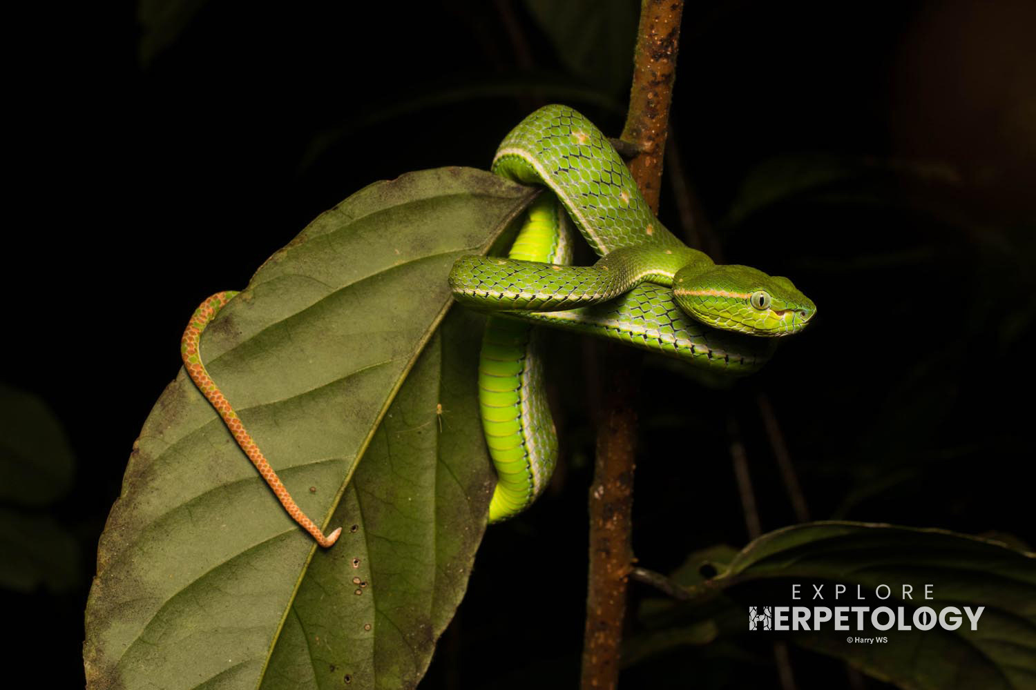 Hagen's pit-viper (Trimeresurus hageni)