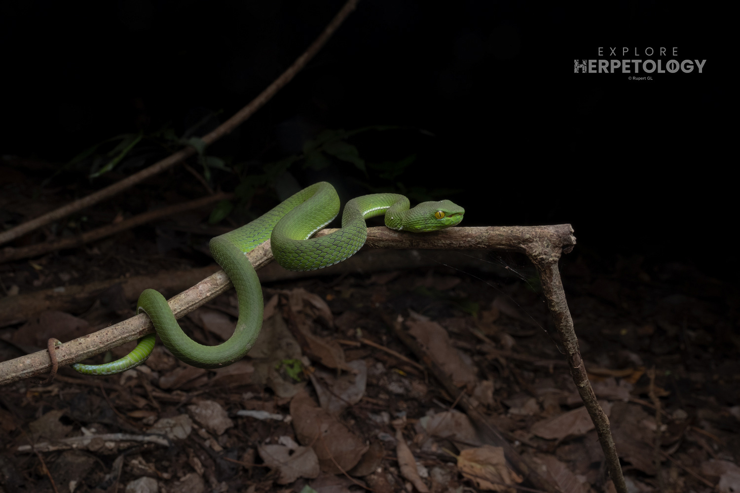Cardamom pit-viper (Trimeresurus cardamomensis) female.