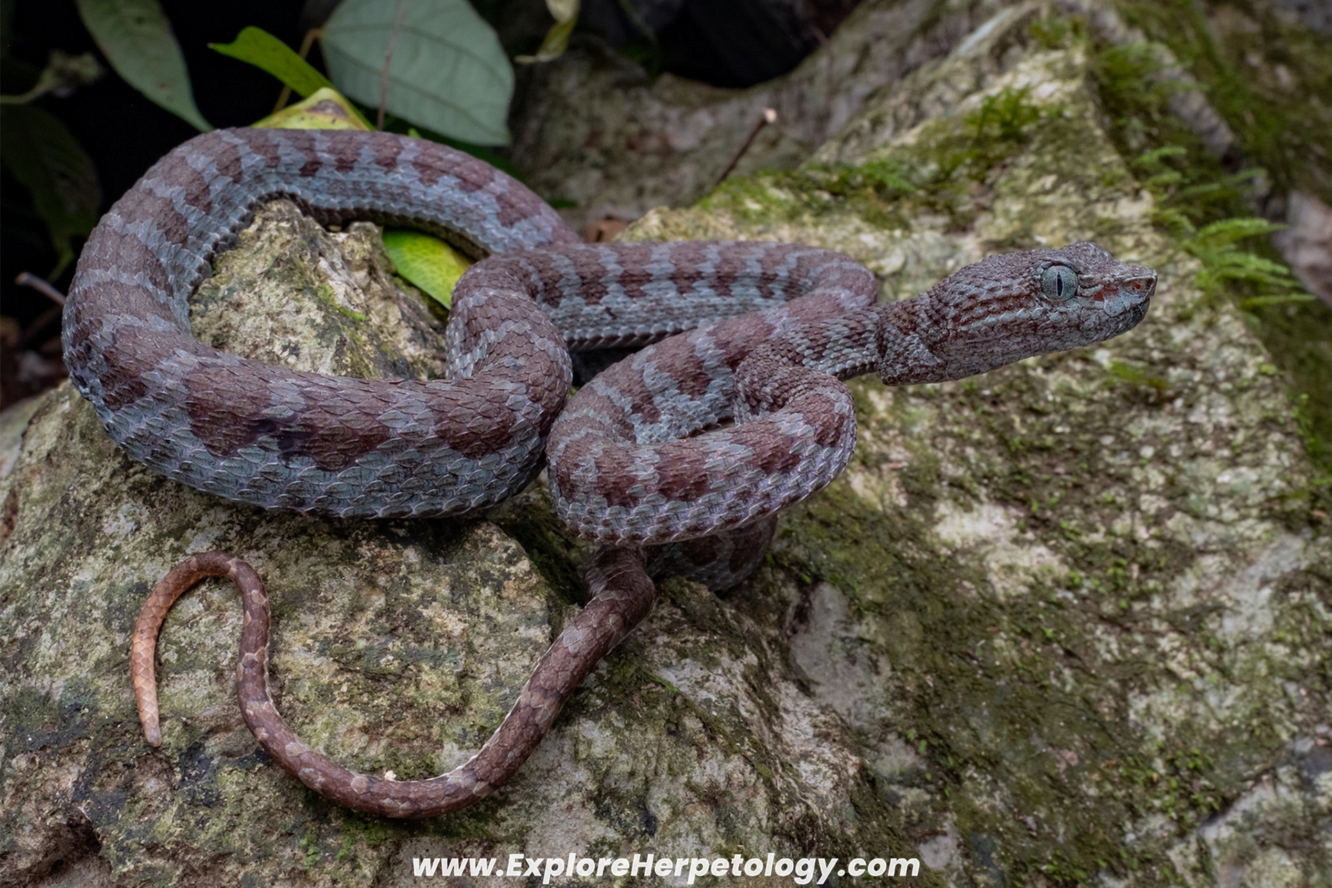 Truong Son pit viper (Trimeresurus truongsonensis)