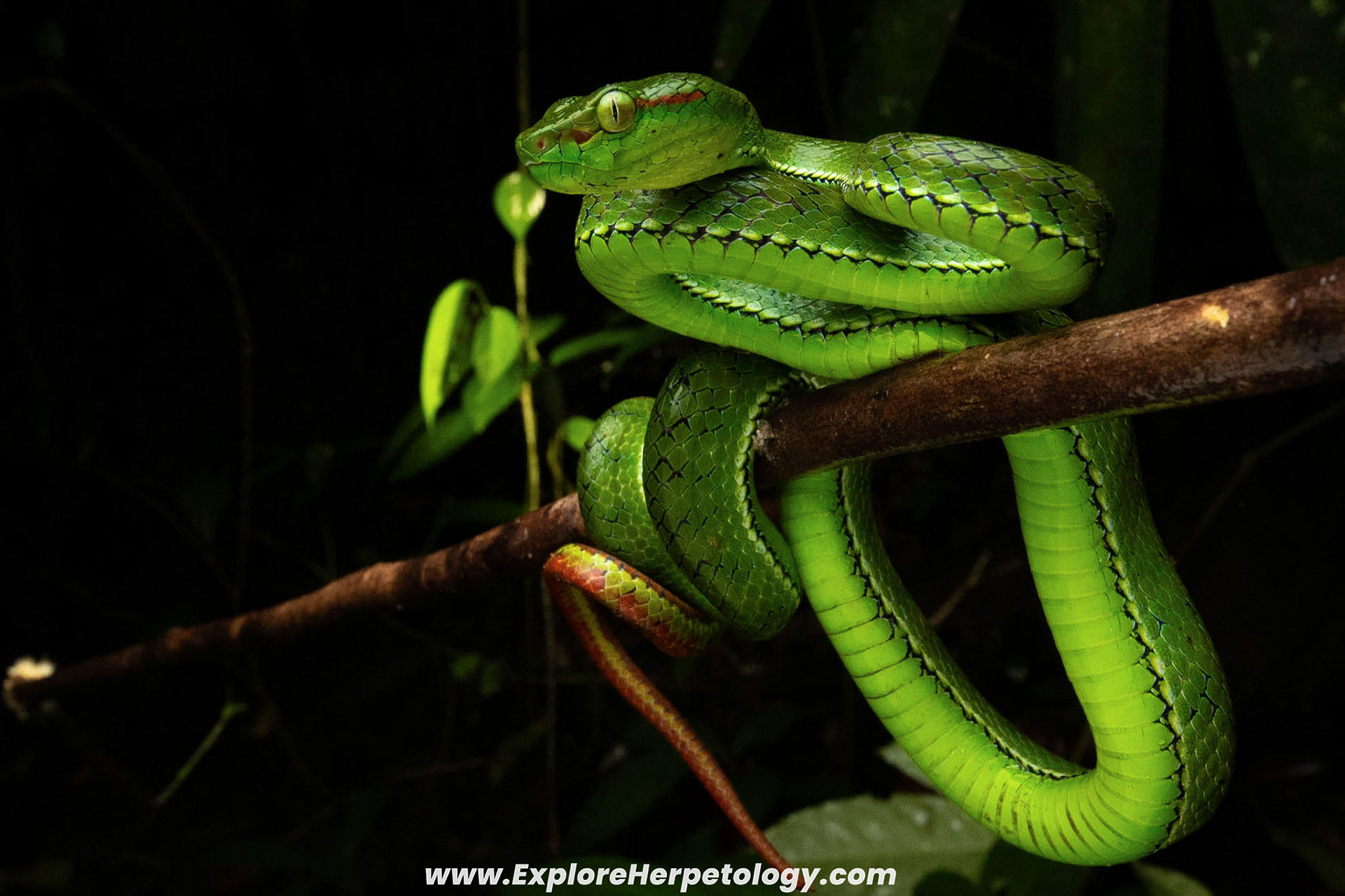 Male Kirschey's pit viper (Trimeresurus kirscheyi).