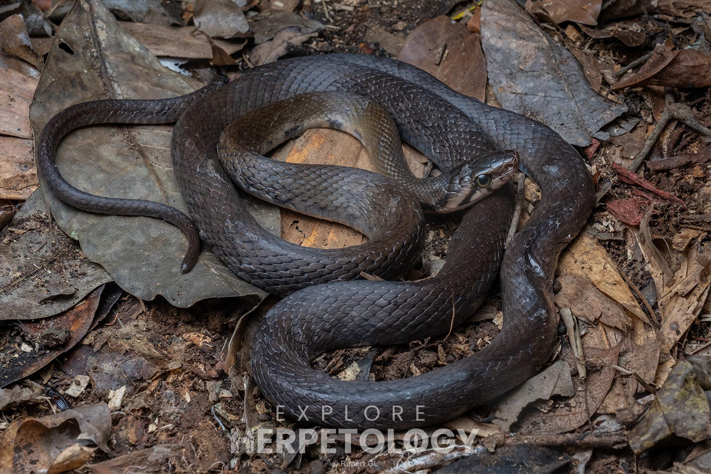 Philippine brown rat snake (Coelognathus erythraeus)