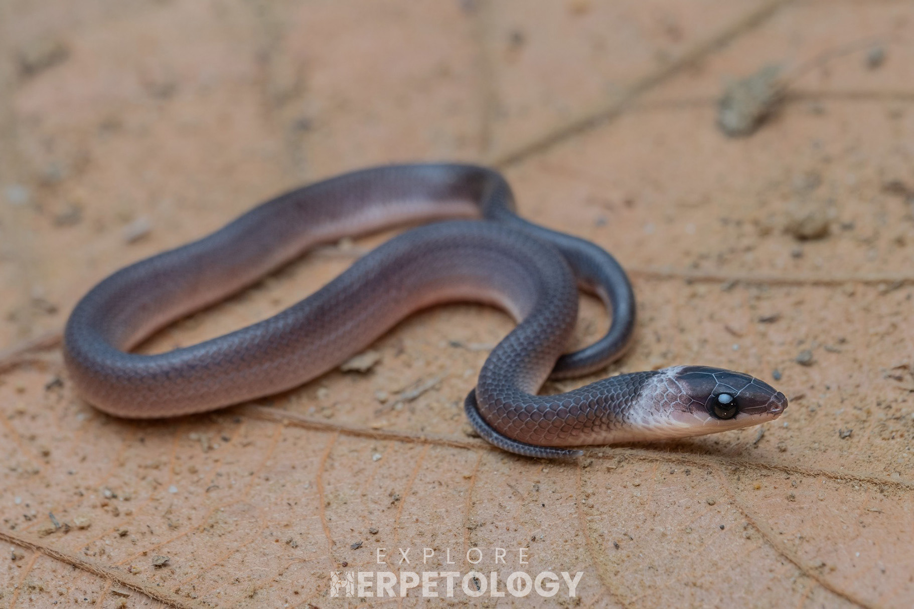 Juvenile Philippine shrub snake (Oxyrabdium modestum).