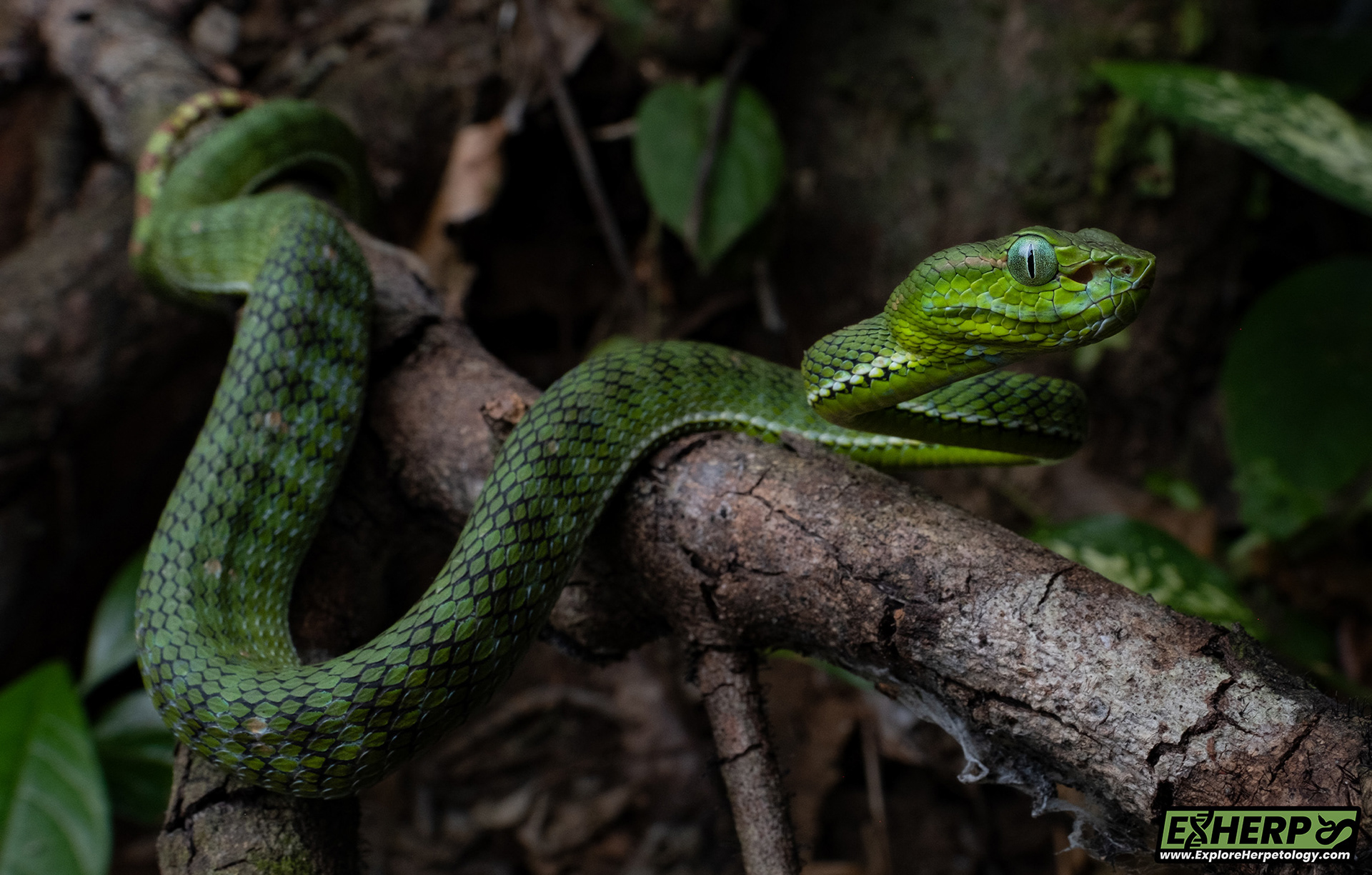 Hagen's pit viper (Trimeresurus hageni).