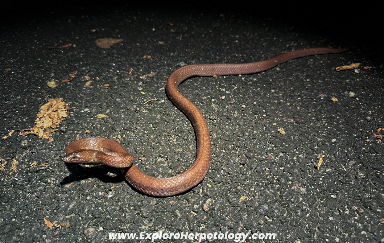 Scarce wolf snake (Lycodon effraenis).