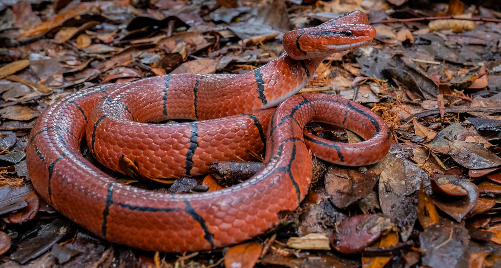 Broad-banded red bamboo ratsnake (Oreocryptophis porphyracea laticinctus)